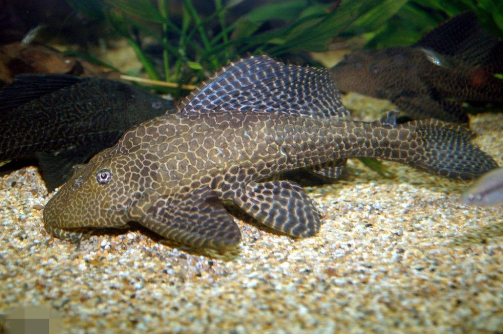 在中国人嘴中幸存的入侵物种,食性复杂的这种鱼到底能不能吃