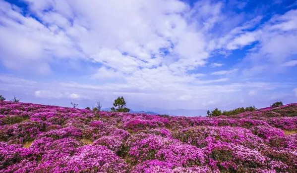 馬鹿塘4000畝花海齊綻放,宛如人間仙境,5月雲南最美的地方