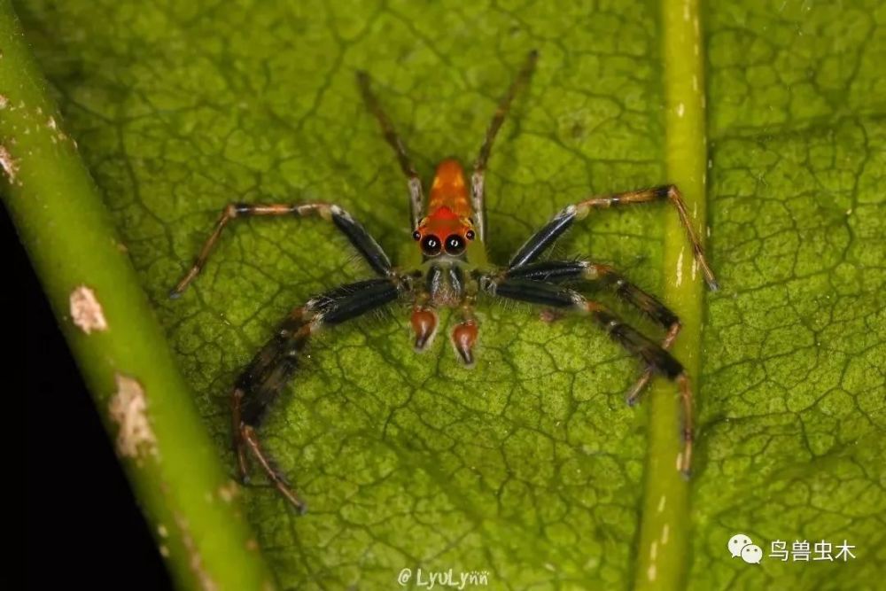 与城市楼房里看到蟑螂大声尖叫的情形不同,当我们深入山林,昆虫,蜘蛛