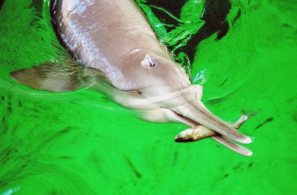 汇口镇八里江居民全天二十四小时监视长江,疑似发现白鳍豚,引起社会