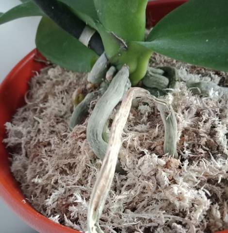 蝴蝶兰换水苔的时候 可以使用自己野外挖的苔藓代替水苔吗