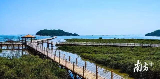 海陵島不斷打造旅遊新產品,圖為海陵島紅樹林溼地公園跨海棧道.