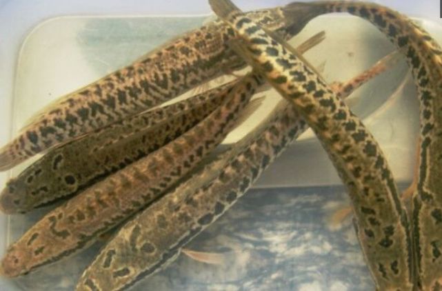 打开腾讯                     乌鳢俗称黑鱼,它生性凶猛,繁殖力强