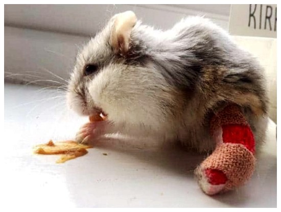 仓鼠骨折打了石膏,贴心的女友送来小轮椅,男子一看瞬间哭笑不得