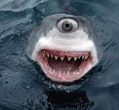 渔民出海捕到鲨鱼,本想顺手扔回海里,一看样子赶紧掏手机拍照