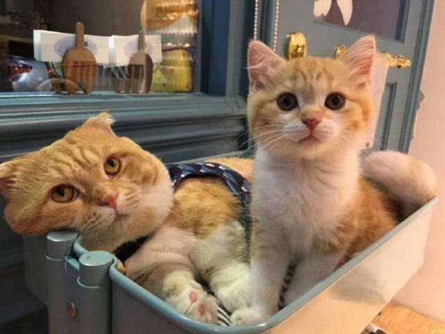 加菲猫和橘猫的混血大约能值多少钱
