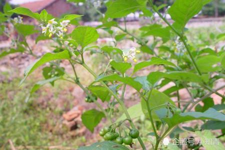 小时候第一次看到龙葵开花的时候,就问爷爷为什么路边这么多辣椒.