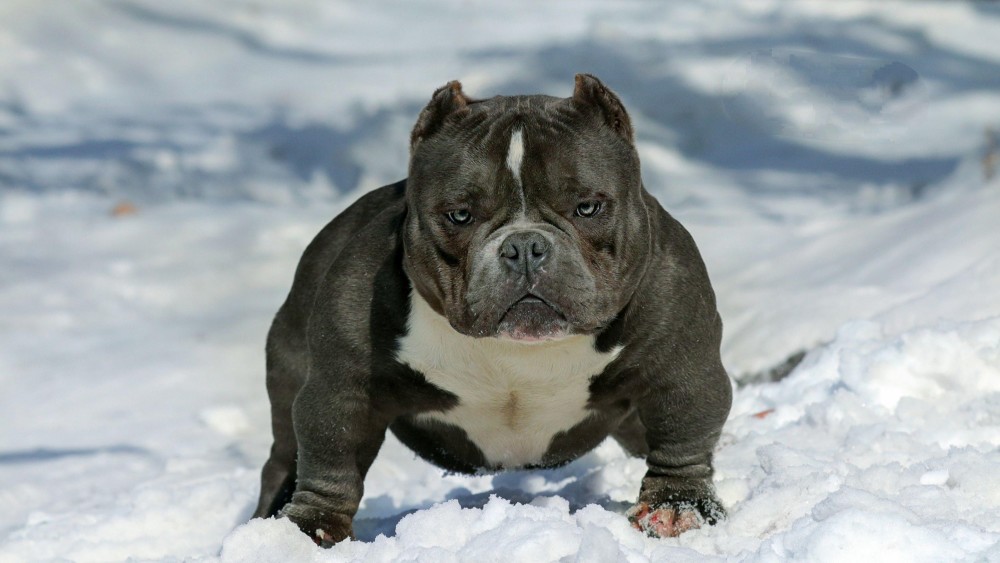 路上碰到恶犬该如何应对?记住这三招,从此以后恶犬躲着你走