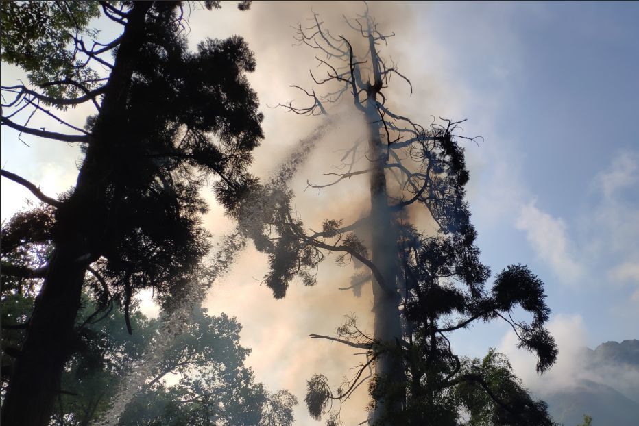 树大招风,还招雷劈,雷雨天气应该如何避险?