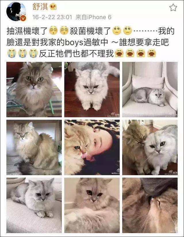 吸猫上瘾 却对猫过敏