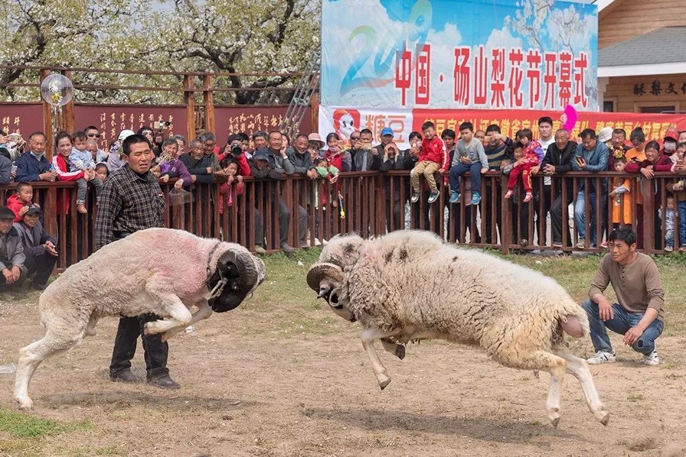 活动2021中国61砀山梨花节在黄河故道国际赛马场举行3月24日上午9