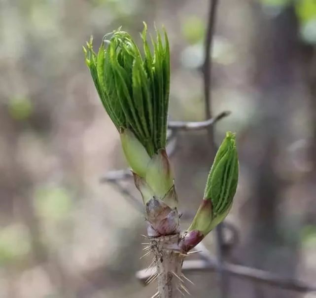 初春野菜俏,尝鲜要趁早——品尝长白山春天的味道!