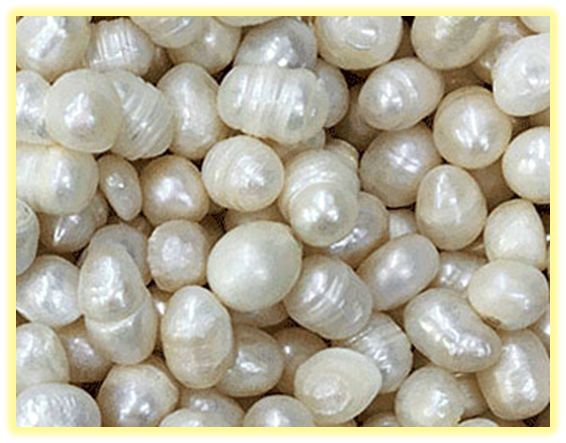 中药知识必学:珍珠