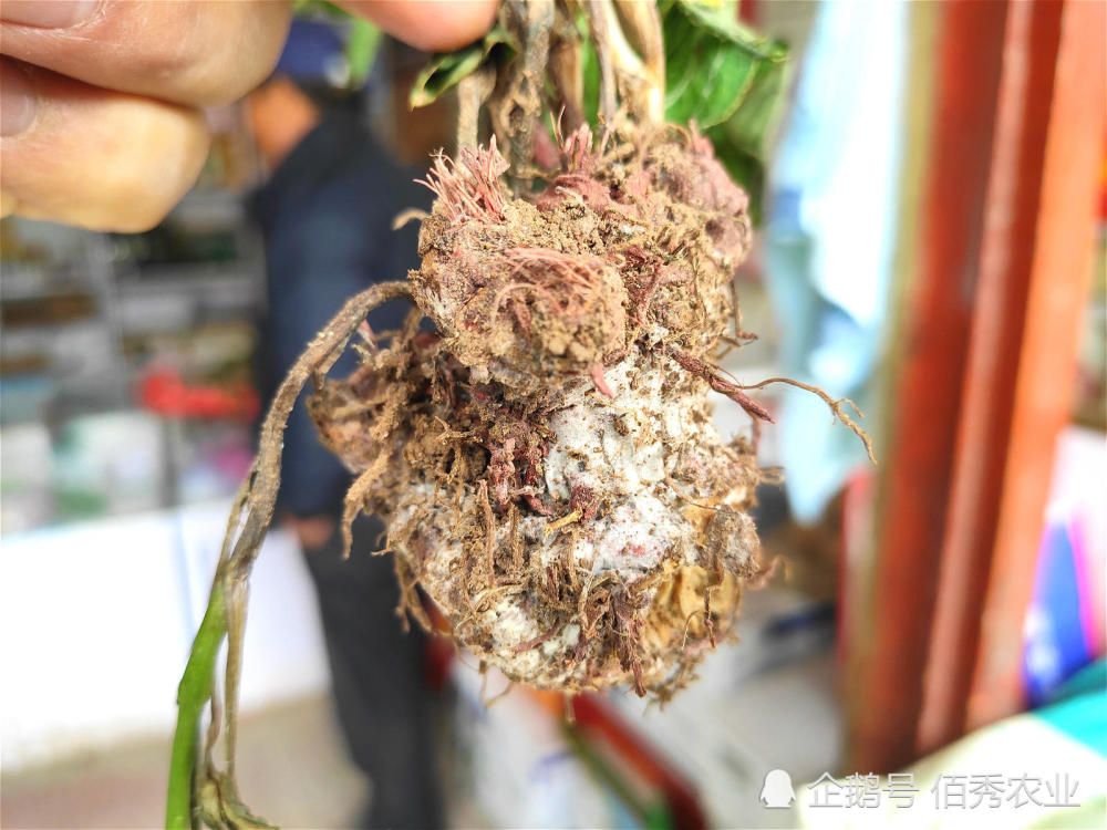 白术苗期病害多,防治方法有讲究,种植户应掌握2个施药技巧