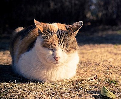 自家猫咪非常懒惰 给猫装了gps后 瞬间让铲屎官看傻眼