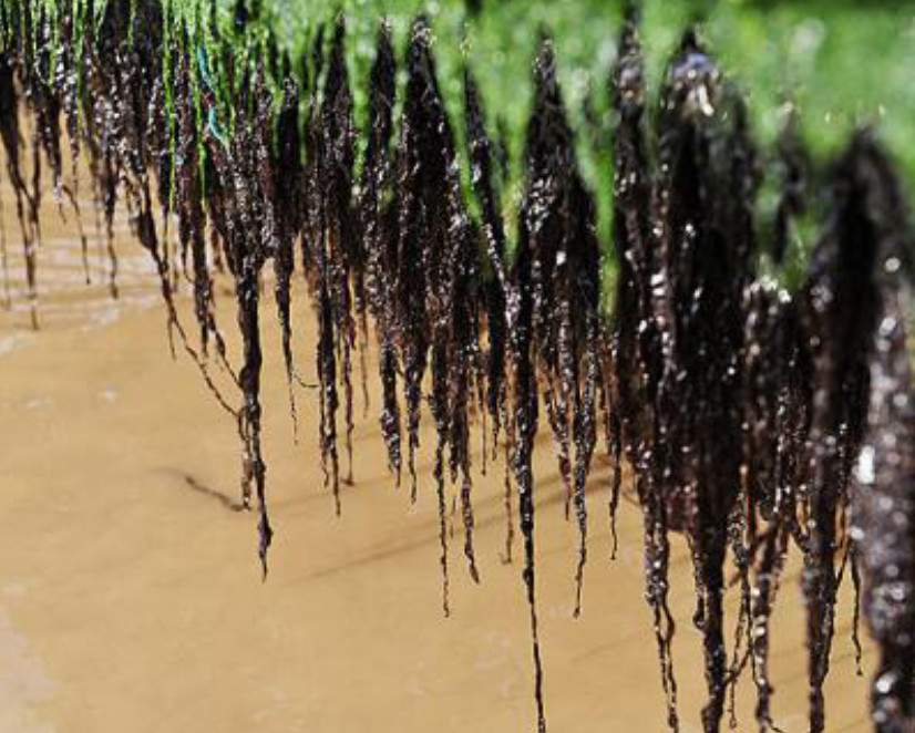 它是人工栽培量最多的海藻,其味美嫩滑营养丰富,做美食少不了它