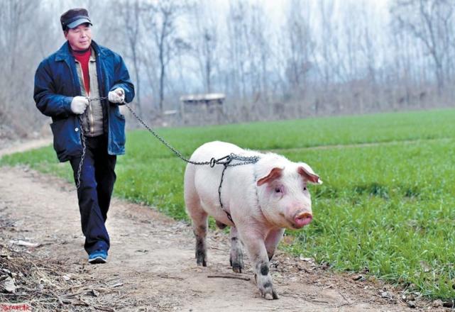 老农与猪同吃同住,训练的能代替马来骑,出价十万都不卖!