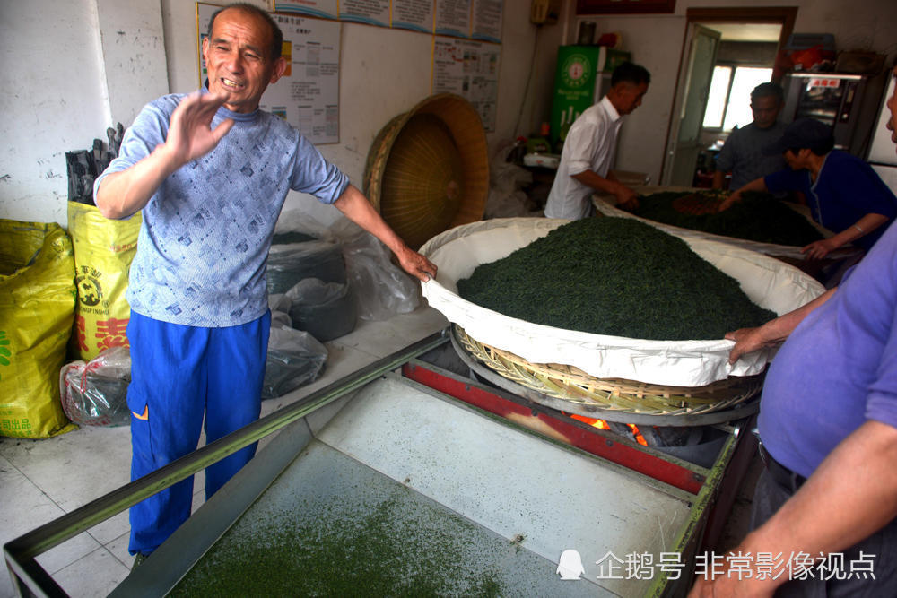 將軍鎮春茶飄香,150元買好茶,烘茶工180一天,分揀工60