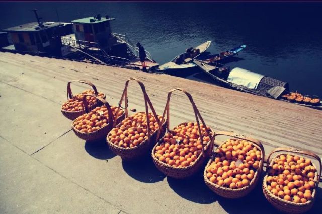 歙县"三潭枇杷节"即将启幕!听说摄影大咖,吃货们已"蠢蠢欲动"了!