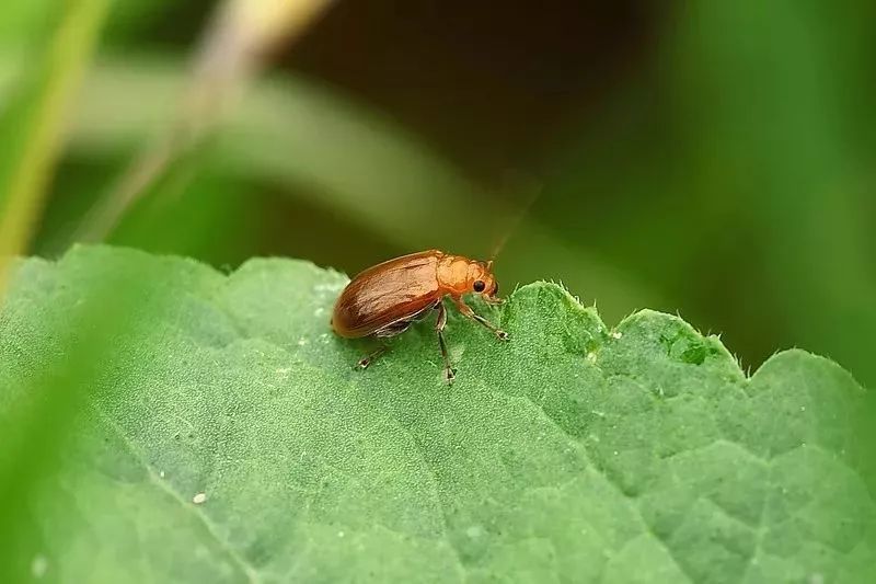 植保《黄瓜病虫害图谱大全》