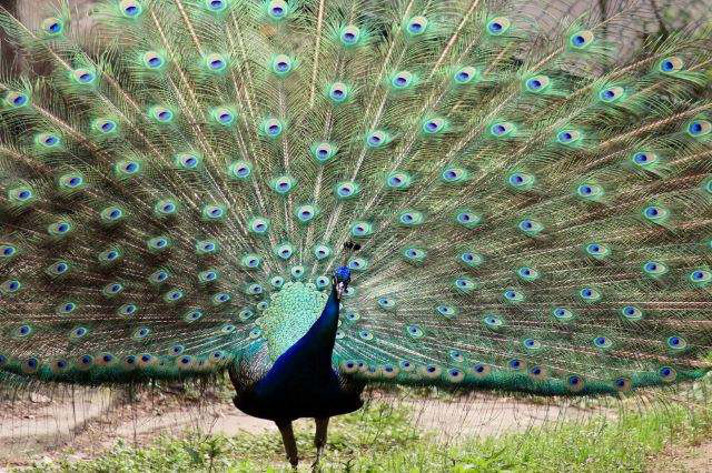 熊猫捕获蓝孔雀,管你几级保护动物,熊猫:想飞