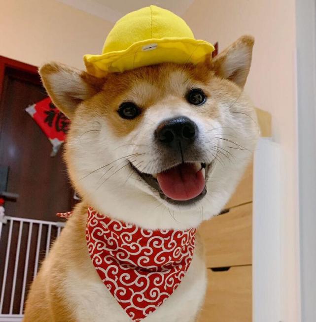 超可爱的小柴犬 戴着小黄帽去上学啦 麻麻你看我好看吗