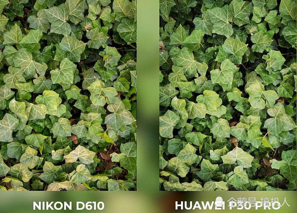 华为p30pro与尼康d610拍照对决:真的能挑战单反吗