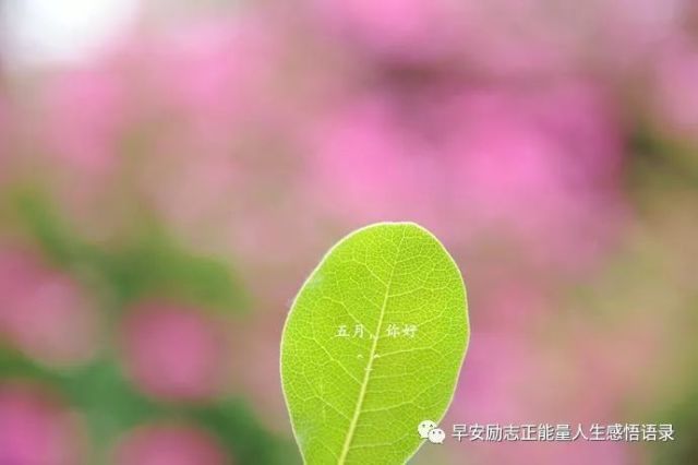 五月你好图片励志图片