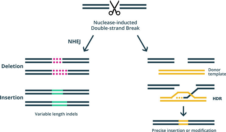 dna双键断裂后的两种修复模式.