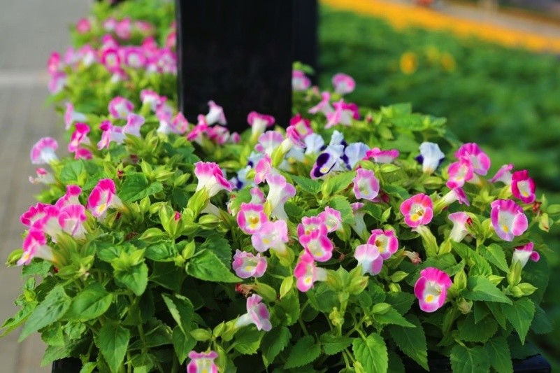 深圳新開了三處新花海!5月賞花地圖收好