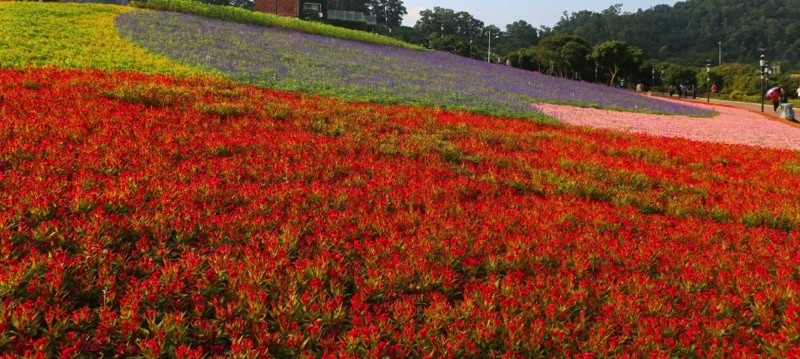 深圳新開了三處新花海!5月賞花地圖收好