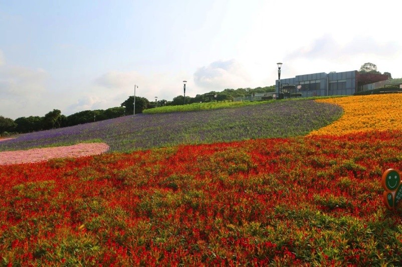 深圳新開了三處新花海!5月賞花地圖收好