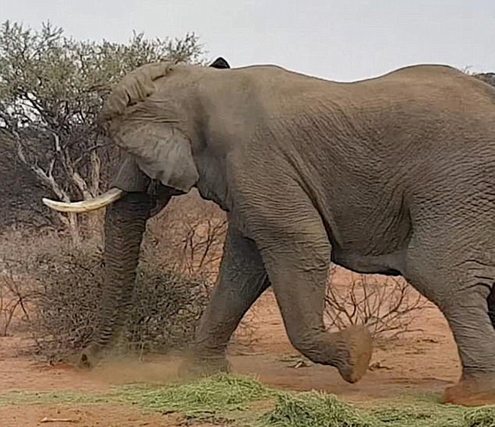 1头大象对战3头犀牛,又是扔树枝又是扬沙子,3头犀牛路荒而逃