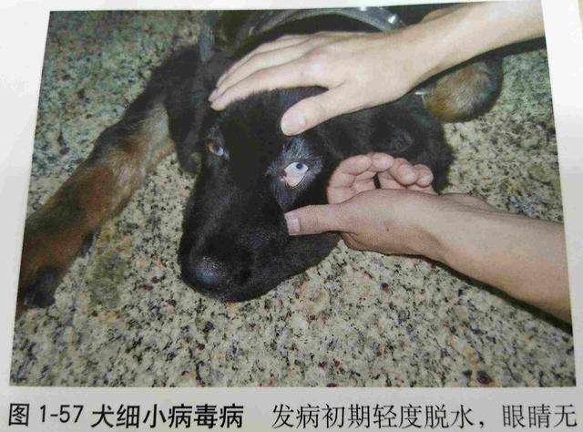 一位老兽医告诉你该如何治疗犬细小以及治疗犬细小的费用