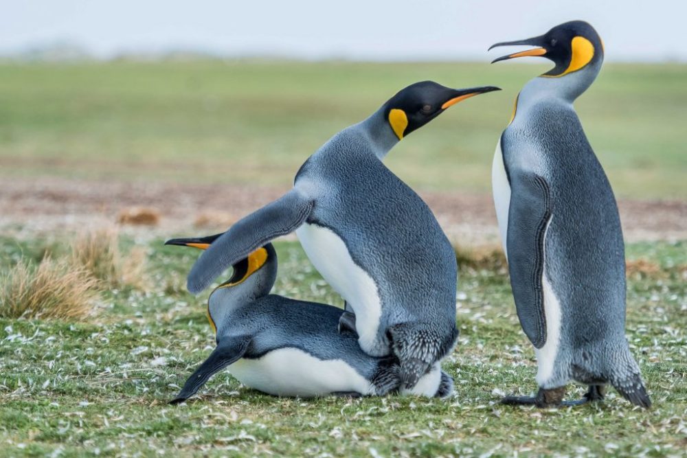 企鹅齐聚海滩求偶,雄性企鹅各显神通,比的是演技和实力