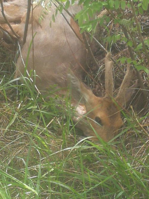 心疼!铜川"傻狍子"上了高速被车撞被狗咬