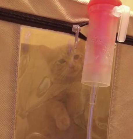 给猫做雾化,铲屎官怎么可以不知道这些知识?