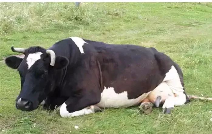 一头奶牛趴宝马引擎盖上车子却没事,网友:这是在模仿奔驰女吗?