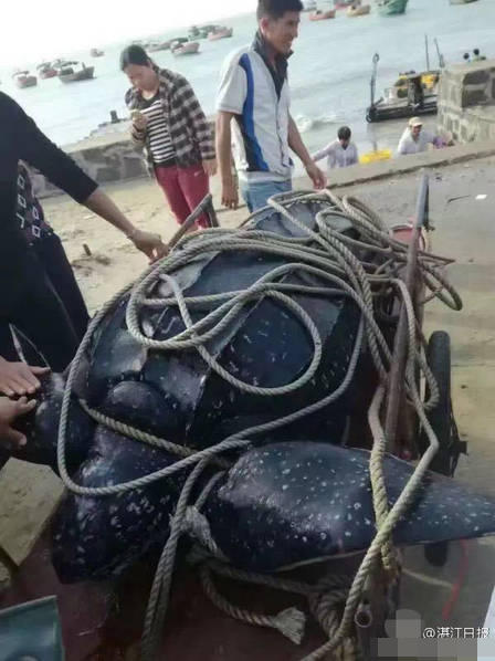 416斤大海龟惨遭屠宰 龟肉被抢购一空