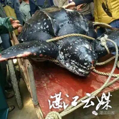 416斤大海龟惨遭屠宰 龟肉被抢购一空