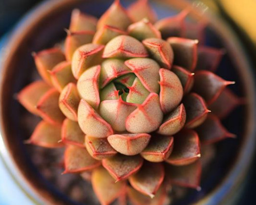 多肉小和锦怎么养更漂亮,教你3个小妙招,养出精致小巧的小和锦