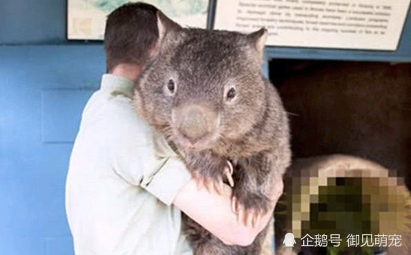 世界上最长寿的树袋熊,长相惊人肥头大脑,堪称毛绒玩具的翻版