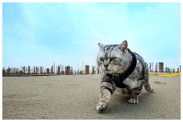 猫咪学老虎走路,几个月后步伐如此霸气,路人纷纷傻眼了