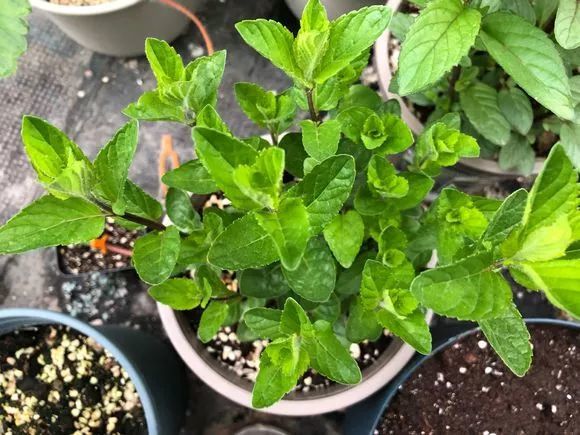 英国薄荷:味道刚开始比较刺激,慢慢变得很清凉,常用来做料理.