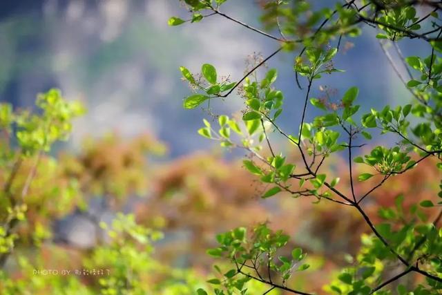 自驾1 5h达京郊幽岚山谷 夏有黄栌胜过秋之红叶 此时花正开