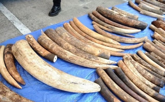 镇紫洋社区抓获一名涉嫌非法收购,出售象牙制品的犯罪嫌疑人陈某(男