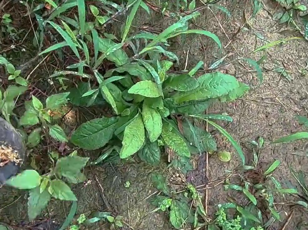 深山這種野草,農村人都叫它地膽頭,可以當野菜吃,也可以當藥材