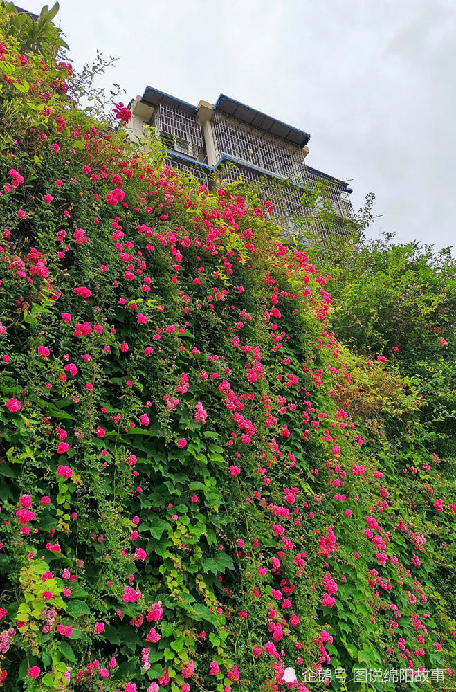 5月3日,绵阳市科园社区内,数十株盛开的蔷薇花铺满了堡坎,并顺延而下