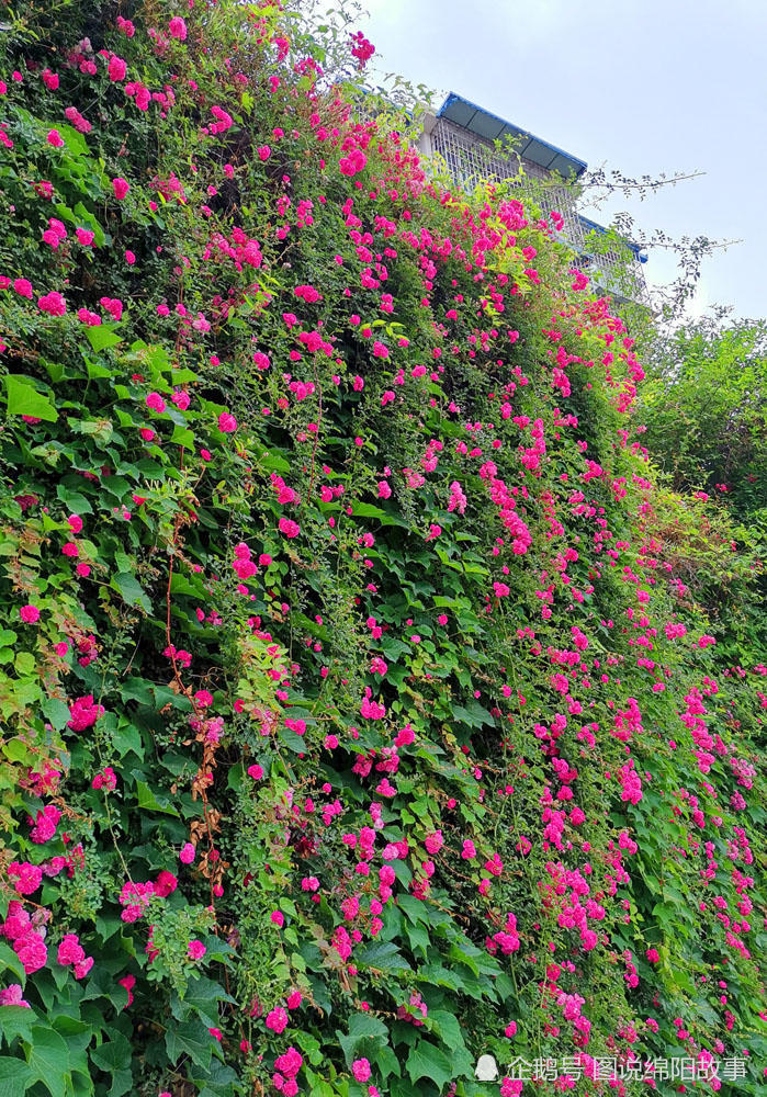 据社区工作人员介绍,漂亮的花朵是蔷薇花,现在正