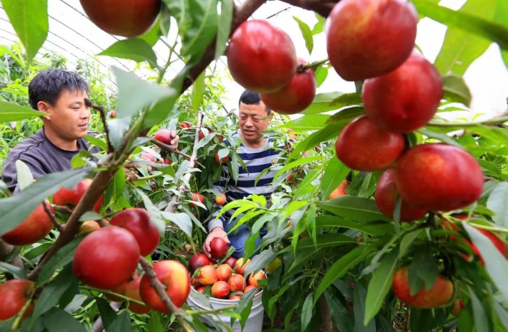 大棚油桃施肥技术!